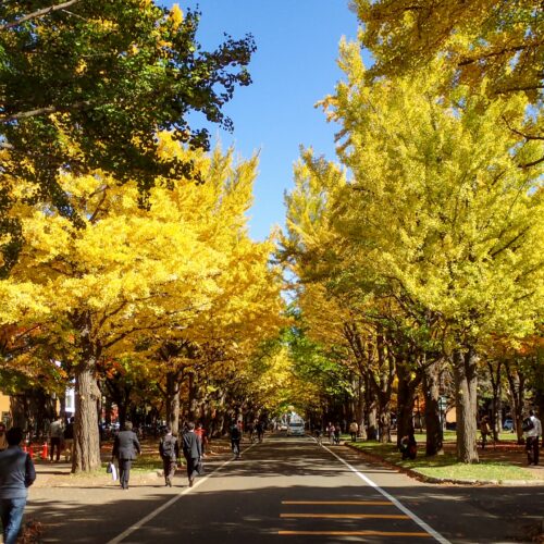 ​拓玉産大とは？中堅私大の併願候補におすすめの大学群｜特徴や難易度、就職状況を解説